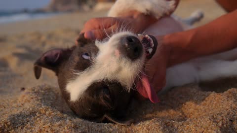 Man Plays with His Dog, Pure Joy!