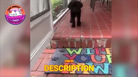 Pets Funny Dogs 🧸 🐼 🐨