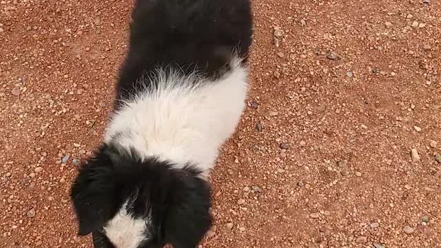 Puppy Realities