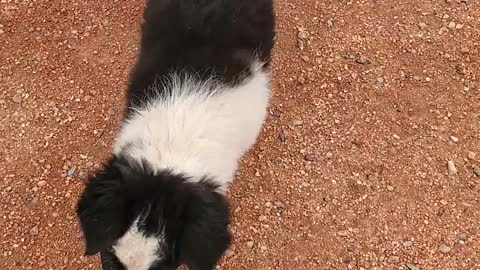 Puppy Realities