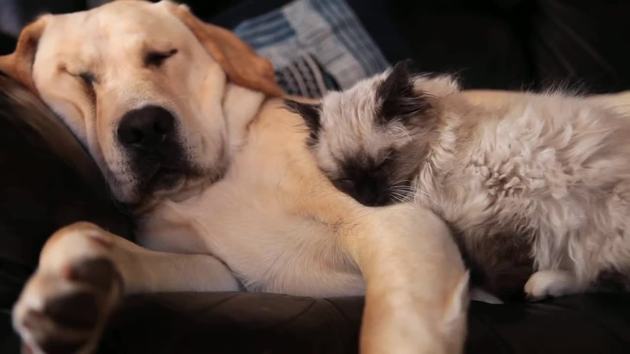 Labrador Puppy and Ragdoll Kitten Snuggles