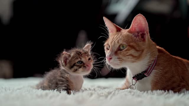 Cute and Funny Cat Videos Compilation #35 | Aww Animals Baby Cats mothers cat loves kitten