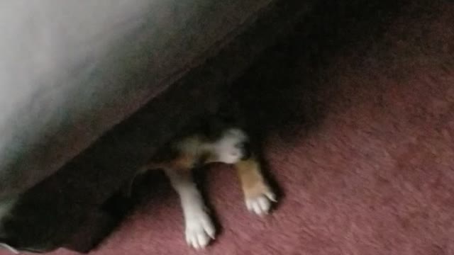 Puppers taking a nap under my bed
