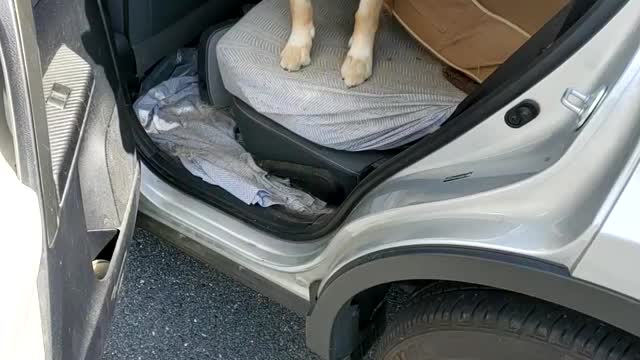 Charleigh the Golden Magadragtheinterstatepa