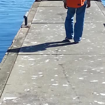 Sleeping Sea Lion Scares Young Kid