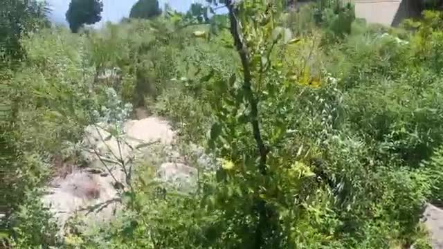 many trees