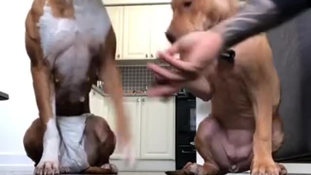 Ultimate Baby Dogs - Cute and Funny Dog Videos Compilation #Shorts