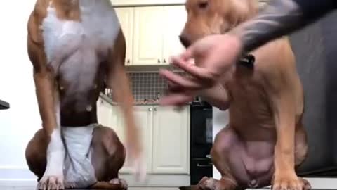 Ultimate Baby Dogs - Cute and Funny Dog Videos Compilation #Shorts