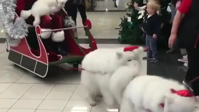 Santa drove the dog to give presents