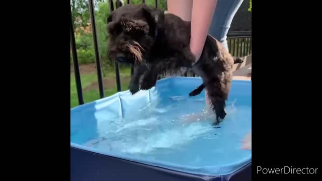 Cute & Funny Animals Videos 🐕🦺 Pets, Dogs & 🐱 Cats Compilation 2022