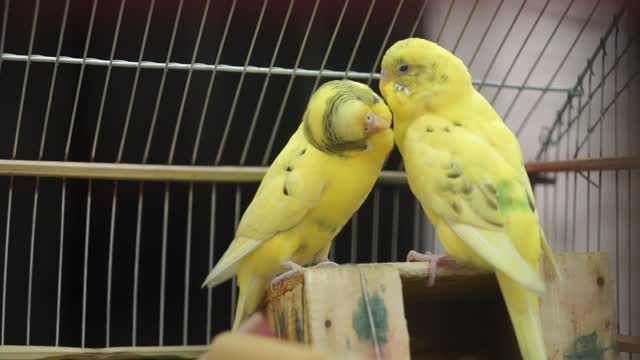 Couple birds loving each other