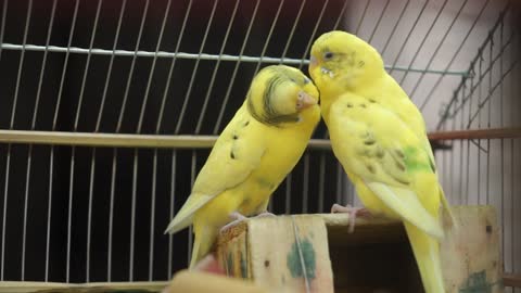 Couple birds loving each other