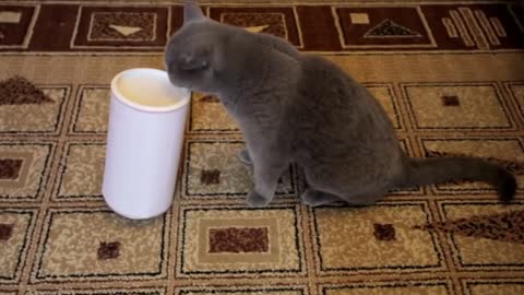 Very Clever cats solve problems