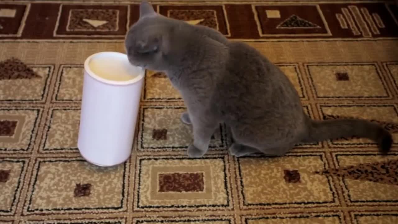Very Clever cats solve problems
