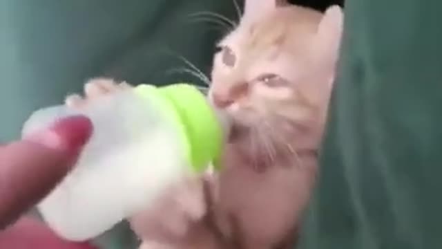 ____ Cat 😸is 🍼drinking milk ___ The see short video