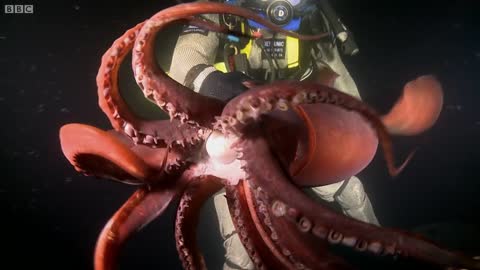 Swimming With a Humboldt Squid | Deadly 60 | BBC Earth