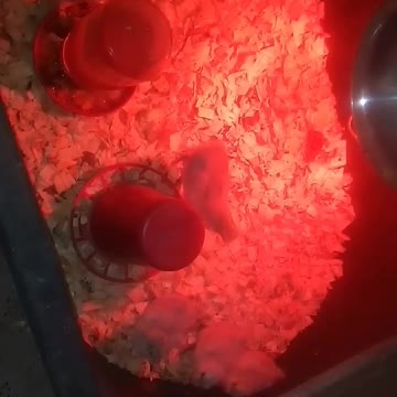 Chicks in a brooder Part 19