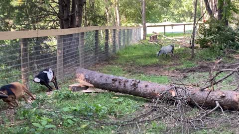 GOATS Exploring After Clearing 09.2021