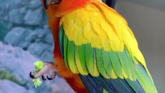 Parrot eating in its cage