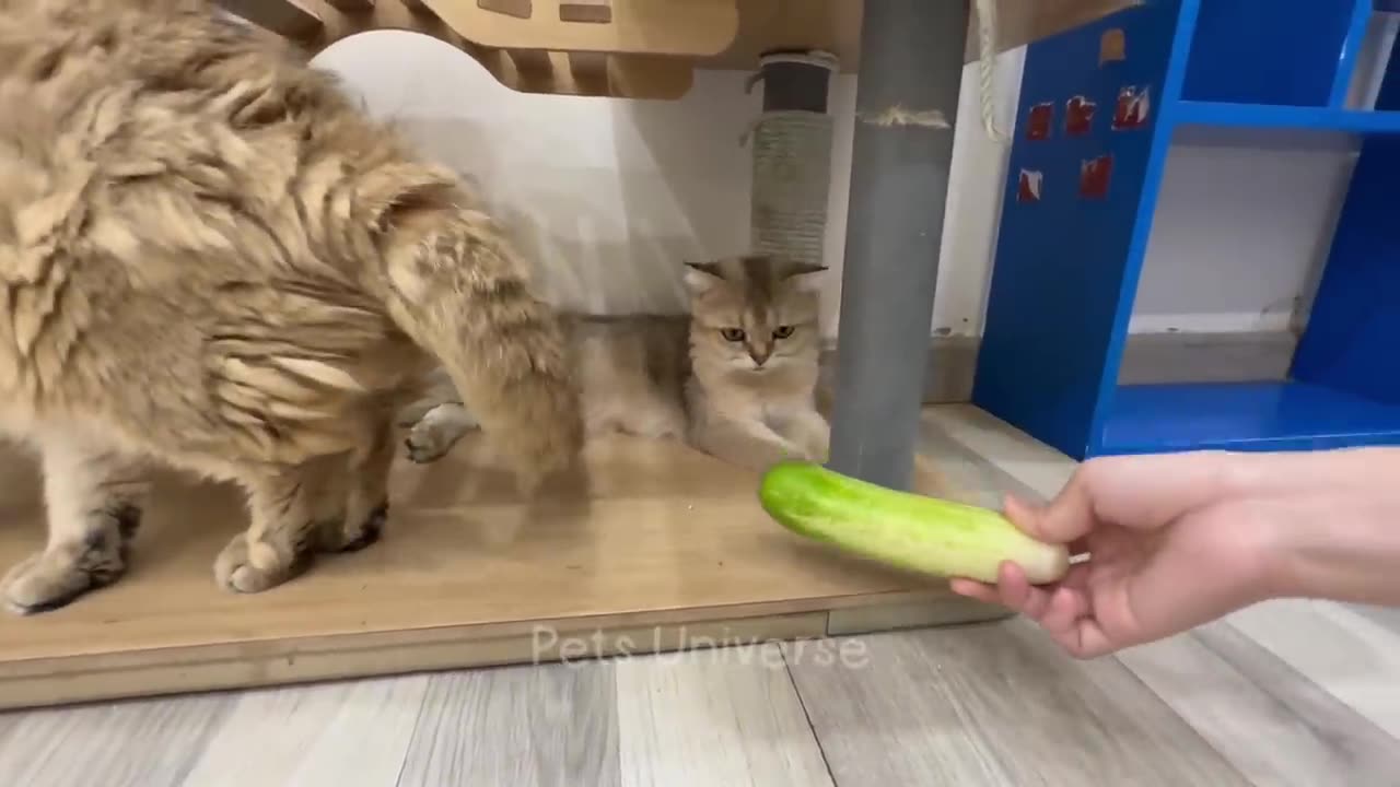 FUNNY CATS AND DOGS. LOVE $ LAUGH.
