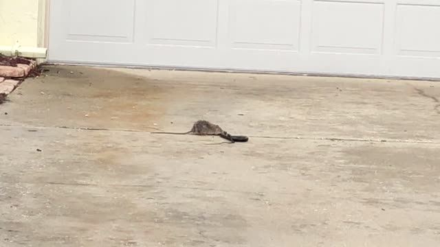 A Neighborhood Rat And A Snake Clutched In An Epic Battle