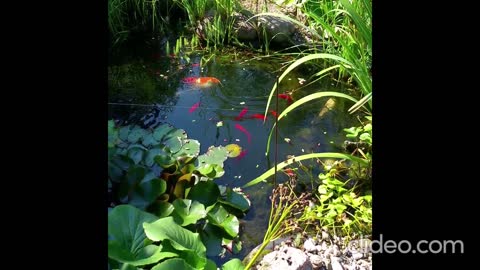 Feeding the Koi