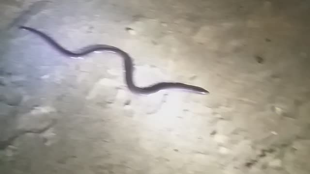 Amazing 2headed snake rare species found on village