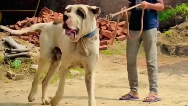 Bagira - Bully Dog