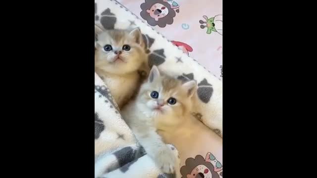 Cats Funny Baby Cats Cute and Funny Cats Videos Compilation