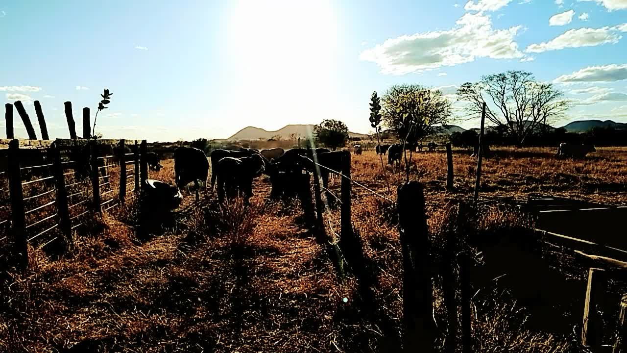 the cattle grazing