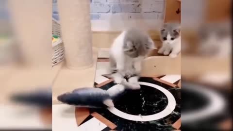 Top Baby Cute Cats and funny videos