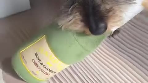 Champaign Stan