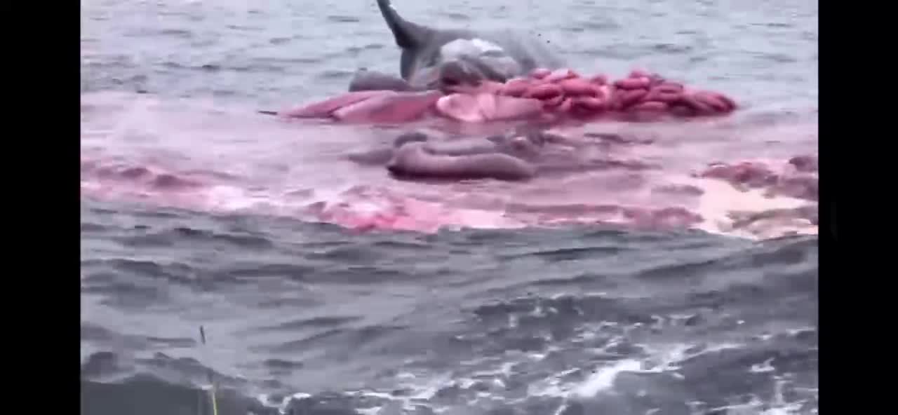 Exploding whale