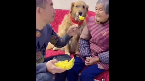 Best Doggy moment OMG.dog 🐕🐅🐆🐱