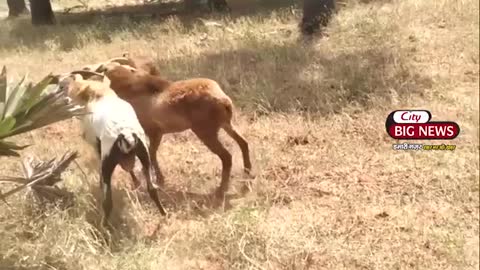 three goats fighting