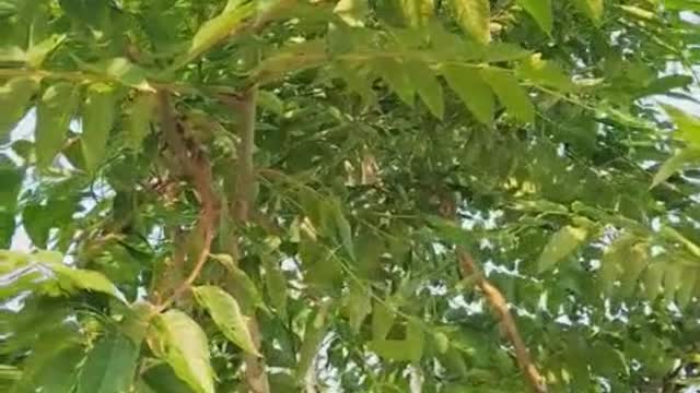 The happiness brought by bamboo in the wild