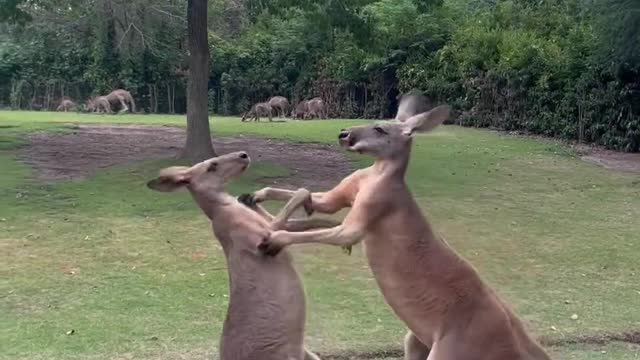 A kangaroo that loves to fight