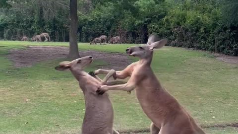 A kangaroo that loves to fight