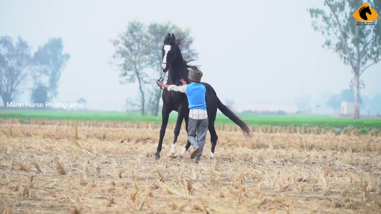 Horse beautiful Dance