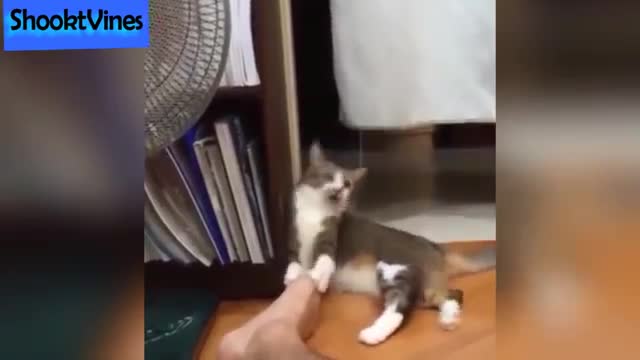 Must Watch😂 😂 Funny Cats Reaction To Smell