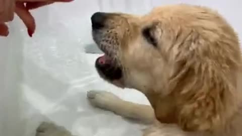 Puppy tries to drink all the water from the bath as a sign of protest