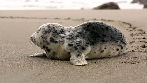 Black spot seal rest on the beach