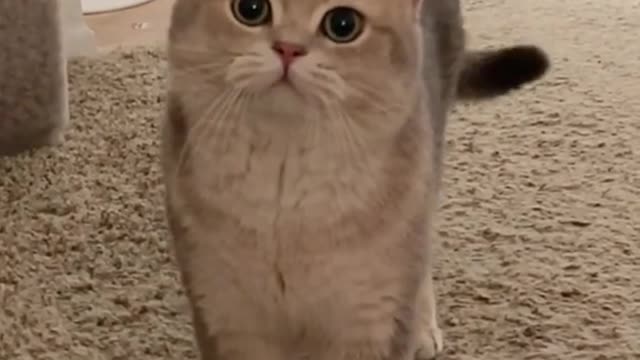 Cat video has been uploaded by Mukhtar ahmed