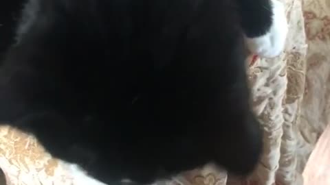 Black cat reaches out paws for owner to pet