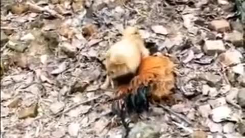 Best Funny Video Dog 🐕 vs Hen 🐓 fight