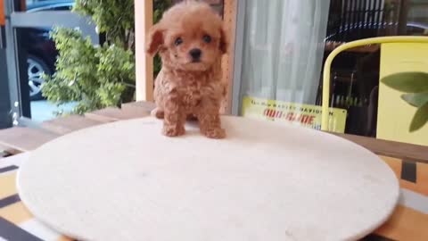 Cute puppy of all time teacup poodle