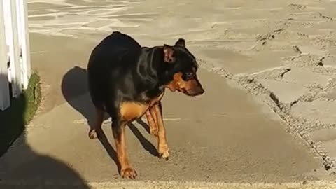 The owner calling his cute little dog cute animals
