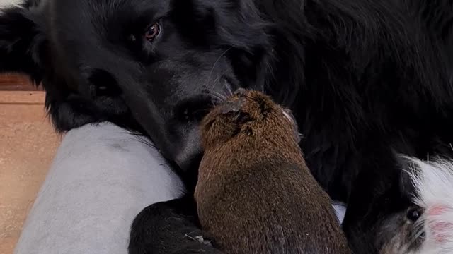 Unlikely Friends Keeping Each Other Clean