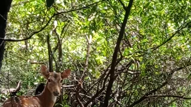 Wild deer in sri lankan Forest