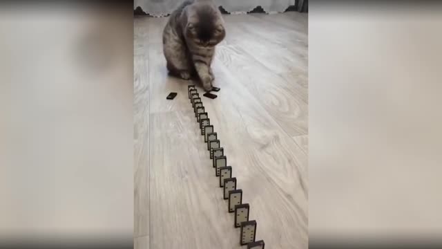 Funny cat playing :3